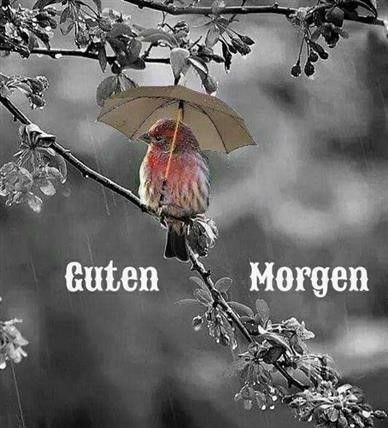 guten Morgen