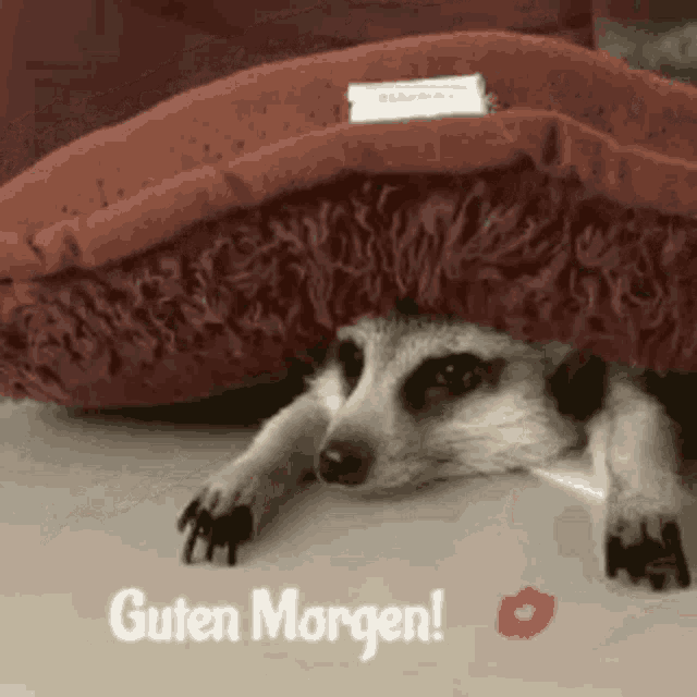 guten Morgen