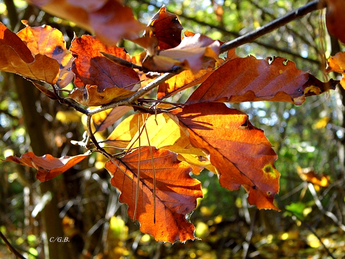herbstlaub