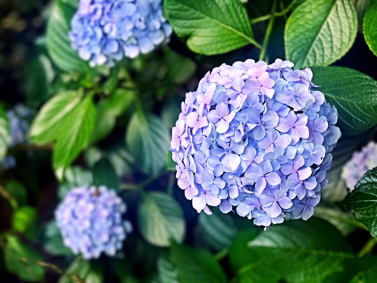 hydrangea-2404802_1280