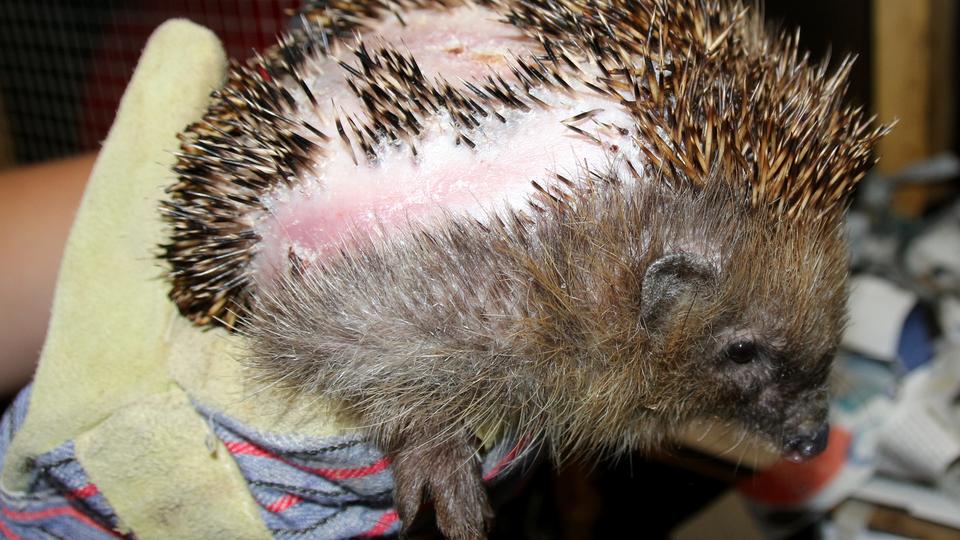 igel-maehroboter Verletzung