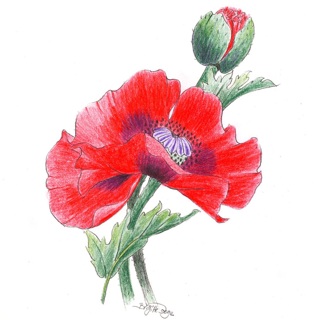 image-content-detail-half-drawing-book-red-poppy-step3
