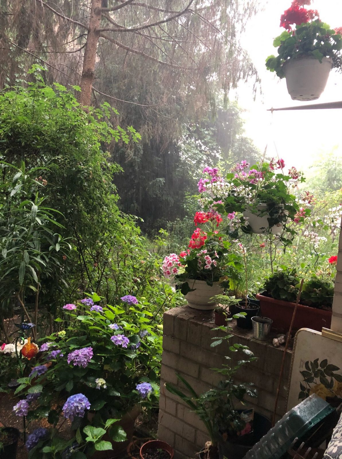 image0.jpeg Regen 29.6