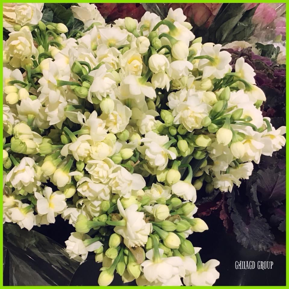 image3.jpeg Freesien