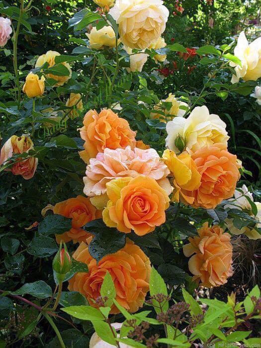 image6.jpeg gelbe Rosen