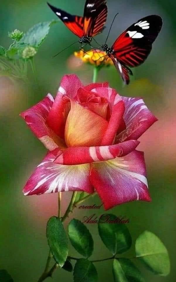 image6.jpegEine Rose wird geküsst