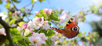 images (2) Frühling in berlin