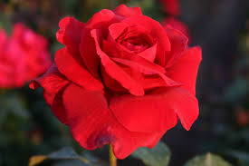 images - 2023-07-18T100524.940