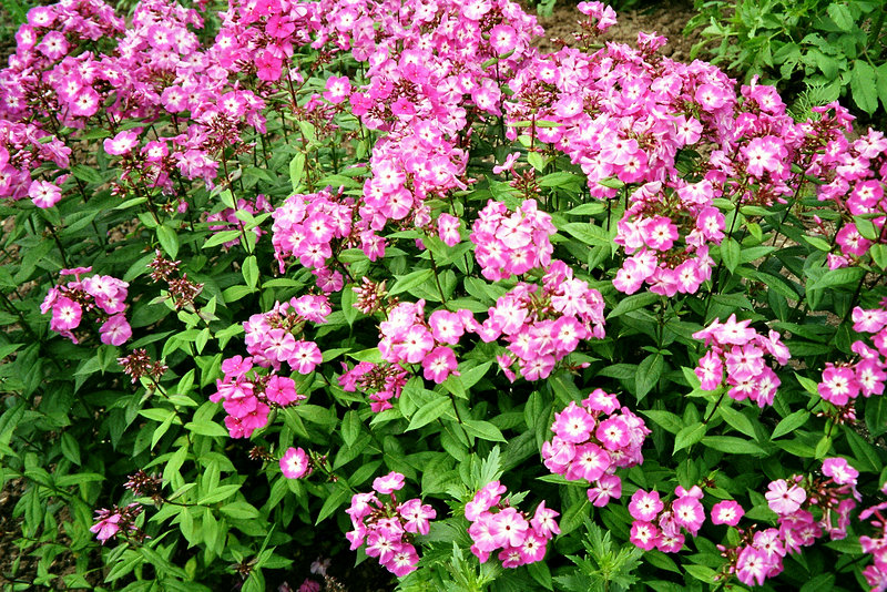 Phlox - Erinnerung an Detlef.