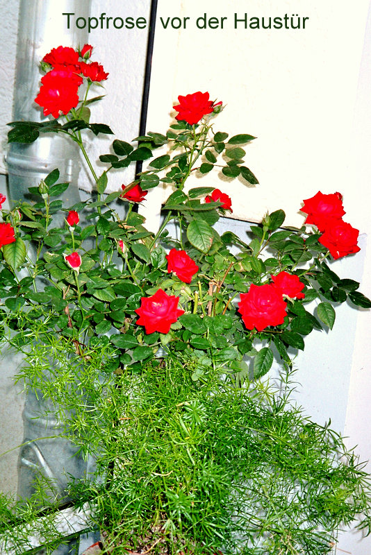 Topfrose, vor der Haustür