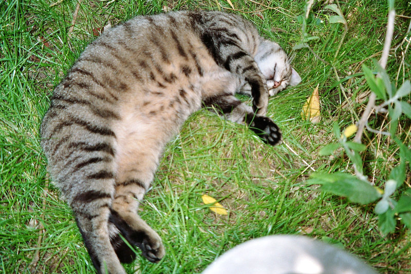 Karstens Mieze - bei 33 Grad der beste Platz