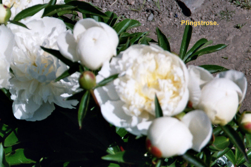 Duftende Pfingstrose.