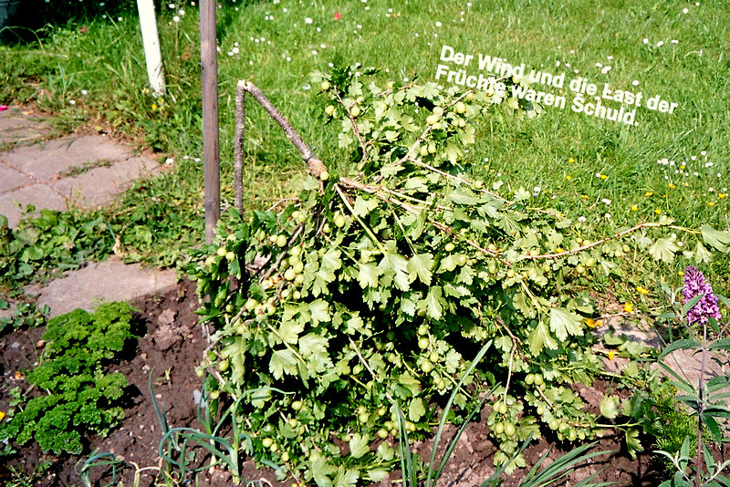 Stachelbeerbäumchen, die Früchte waren zu schwer.