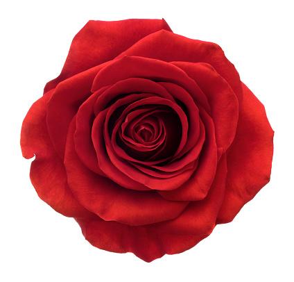 Red rose isolated on white background.