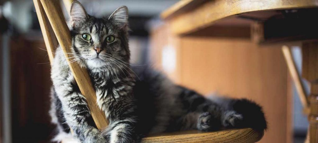 Katze auf einem Stuhl