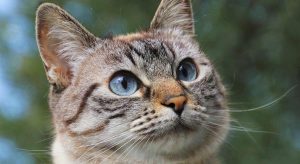 Übergewichtige Katze