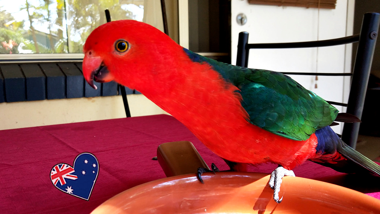 king parrot001