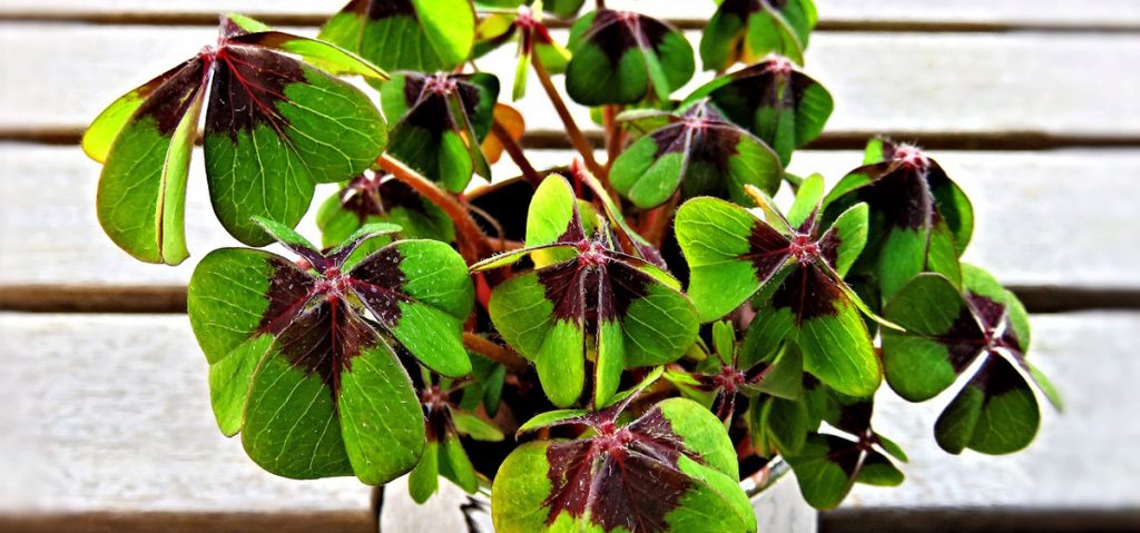 4-blättrige Kleeblätter