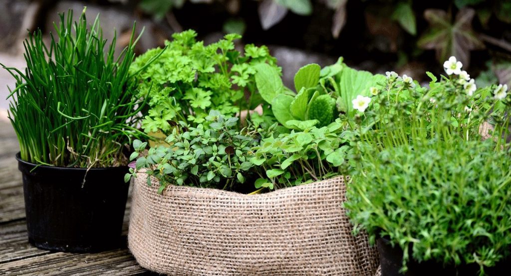 Kräuter auf dem Balkon