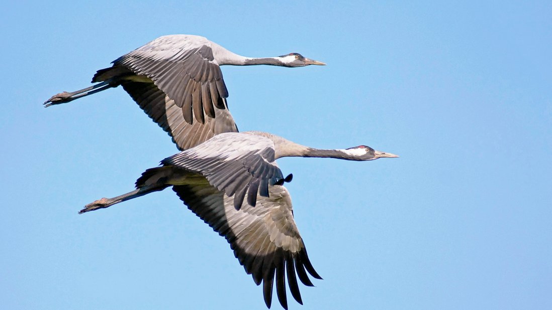 kraniche-hans-clausen-lbv_201711081605_full