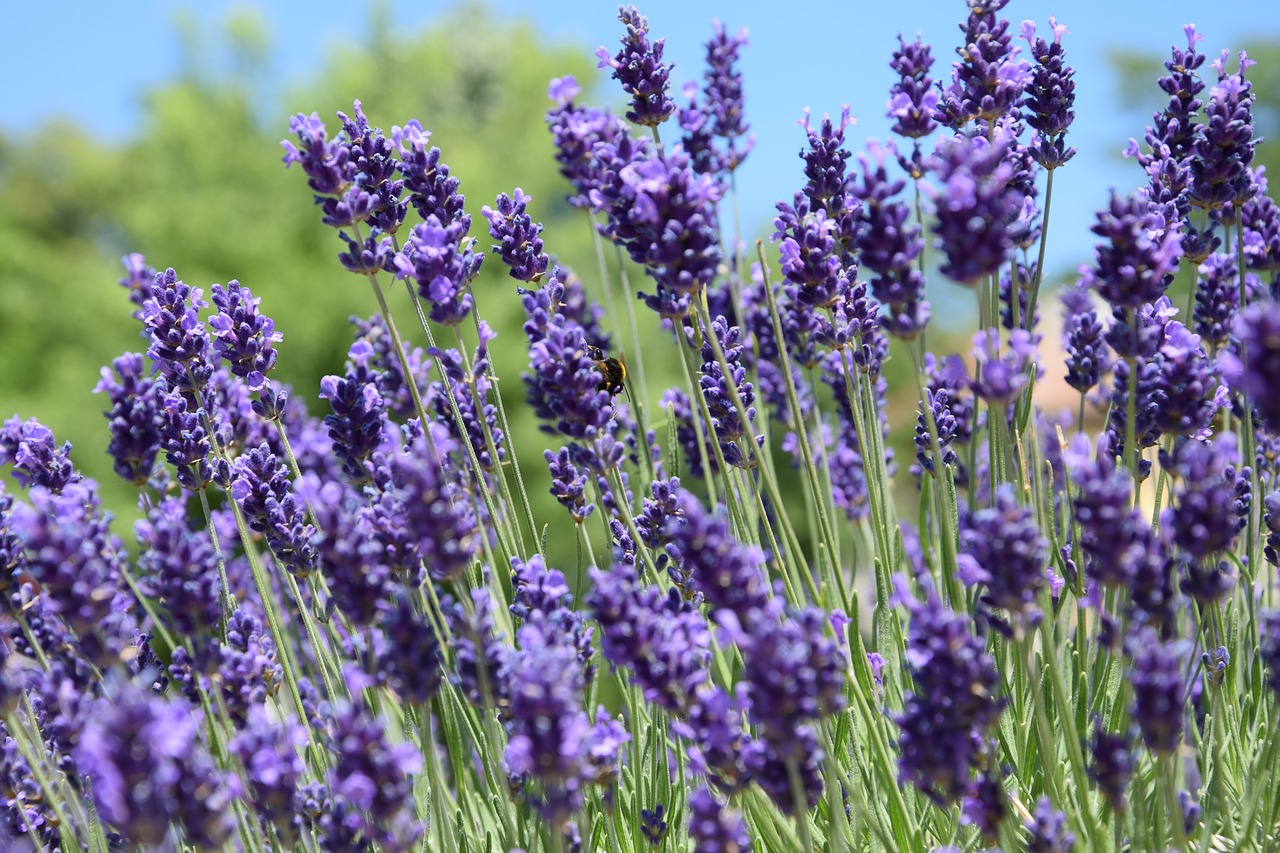lavender-2744277_1280