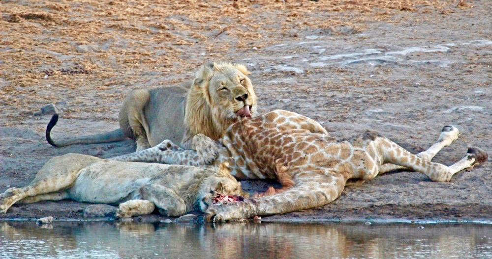 lions-feast-on-giraffe-carcass-janine-avery (11)