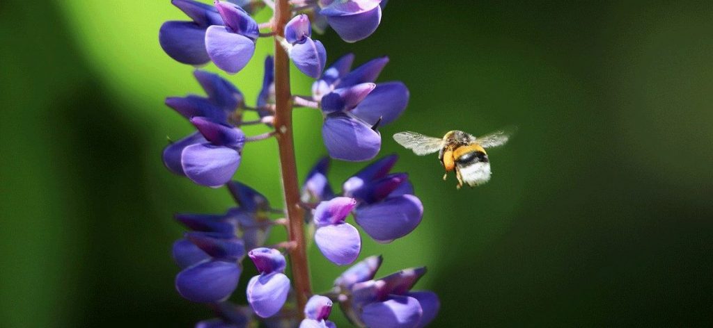 Lupinenpflanze