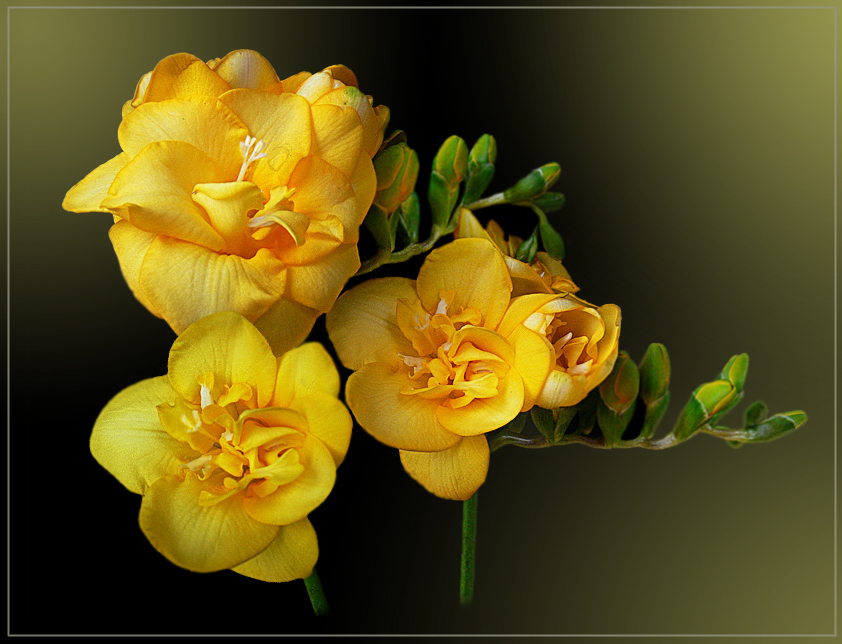 mein-sonntagsbluemchen-hellgelbe-freesie-f8dff72a-b618-43eb-a84d-addd3afb23e5