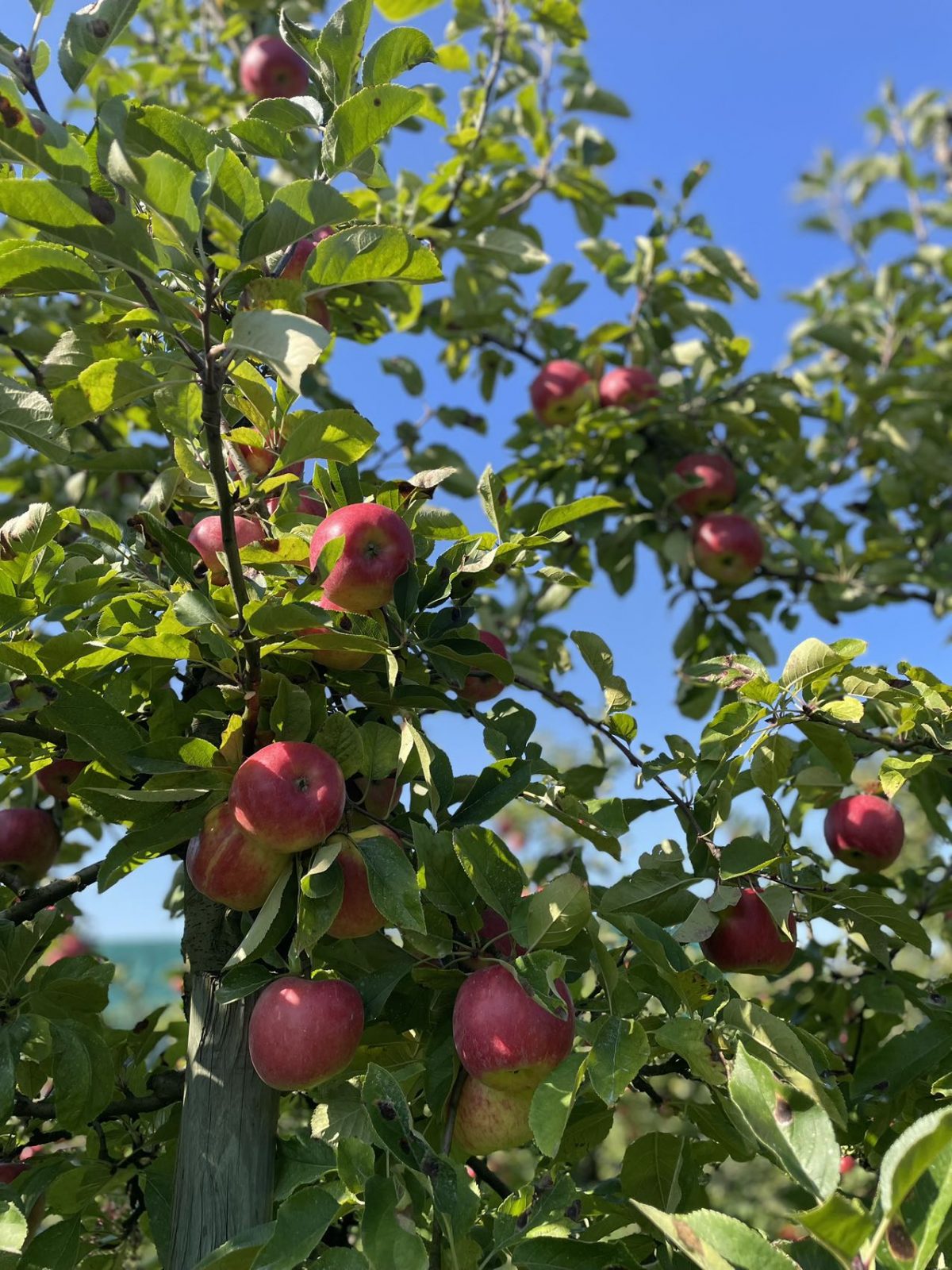 mmexport1726964654831