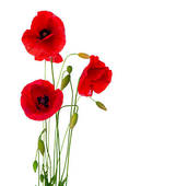 mohn-clipart-17