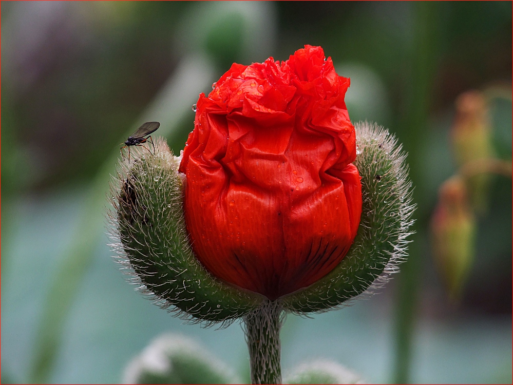 mohn-rot-7d05737f-087d-43d1-b5ac-bb7fa5a71637