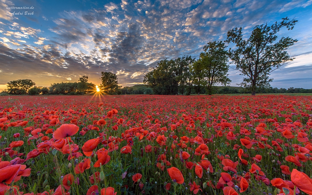 mohnfeld-am-abend-b8466c87-27d0-4089-adac-52a17e2c252e