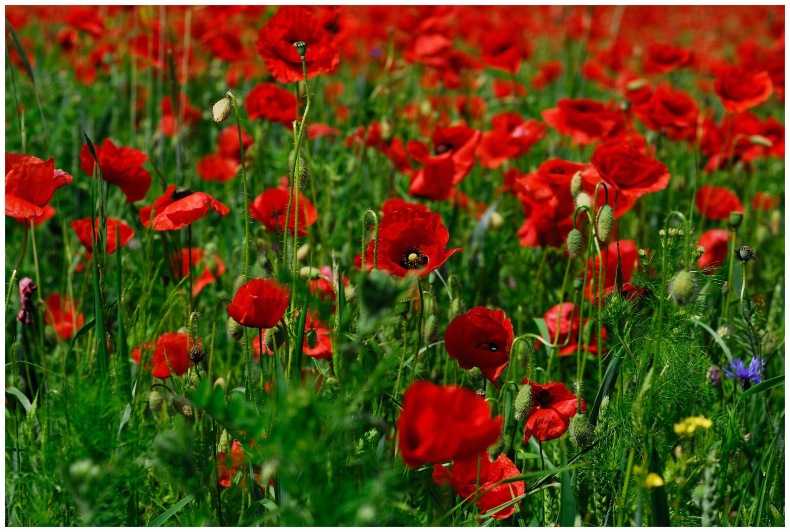 mohnfeld-an-der-havel-c5d4f45b-fd23-490e-9acd-1d6af9ecf9a4