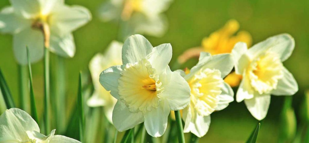 Narzissen