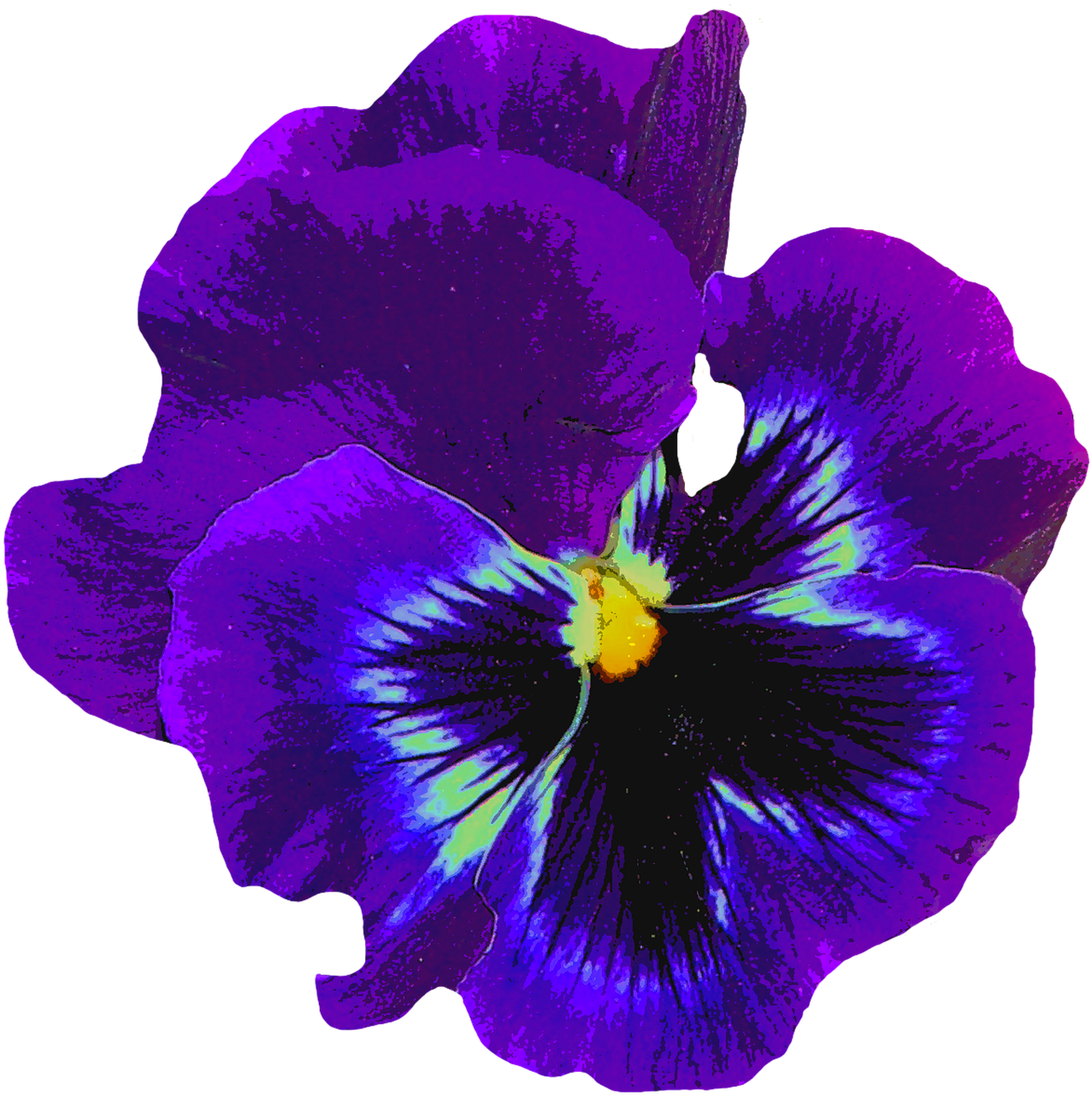pansy-1598764_1280