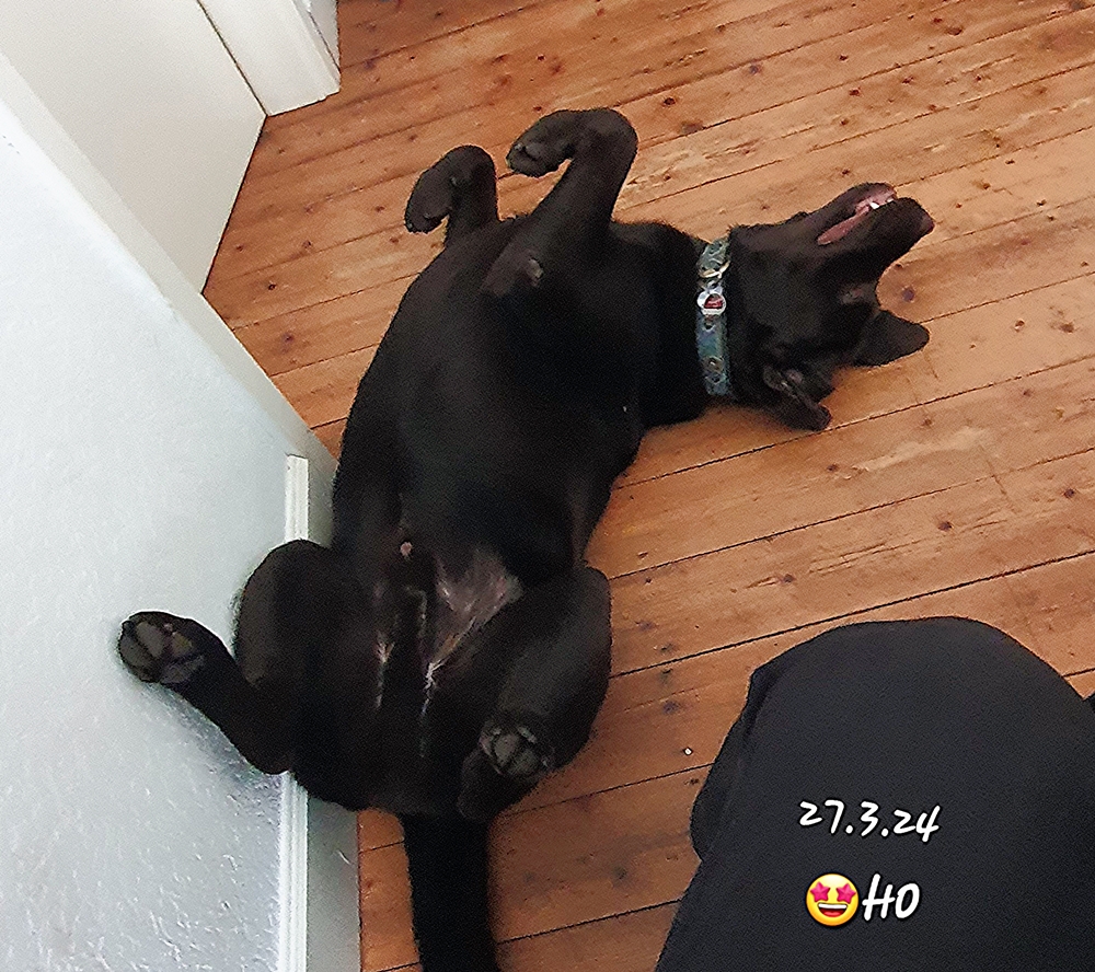 pappsatt-20240327_145445[1]