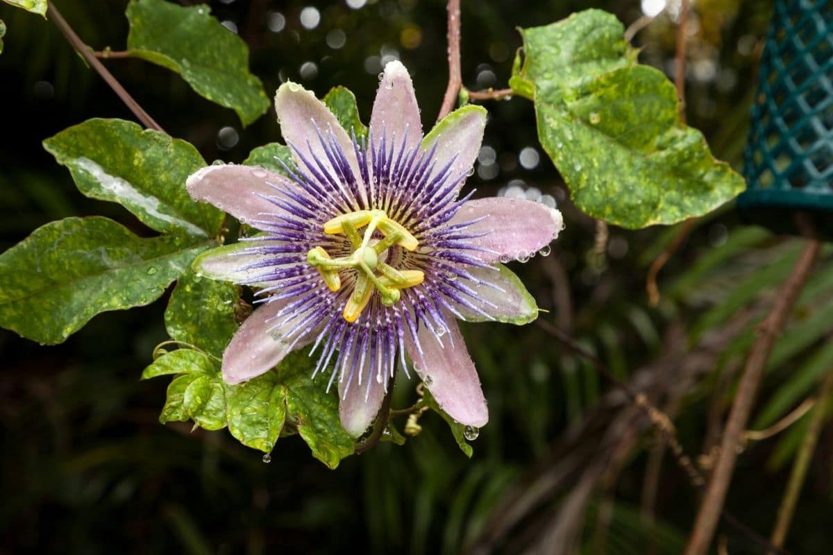 passiflora-incarnata