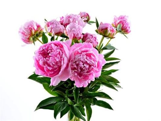 pfingstrosen-in-rosa_von_bestflowers_auf-blumen-de