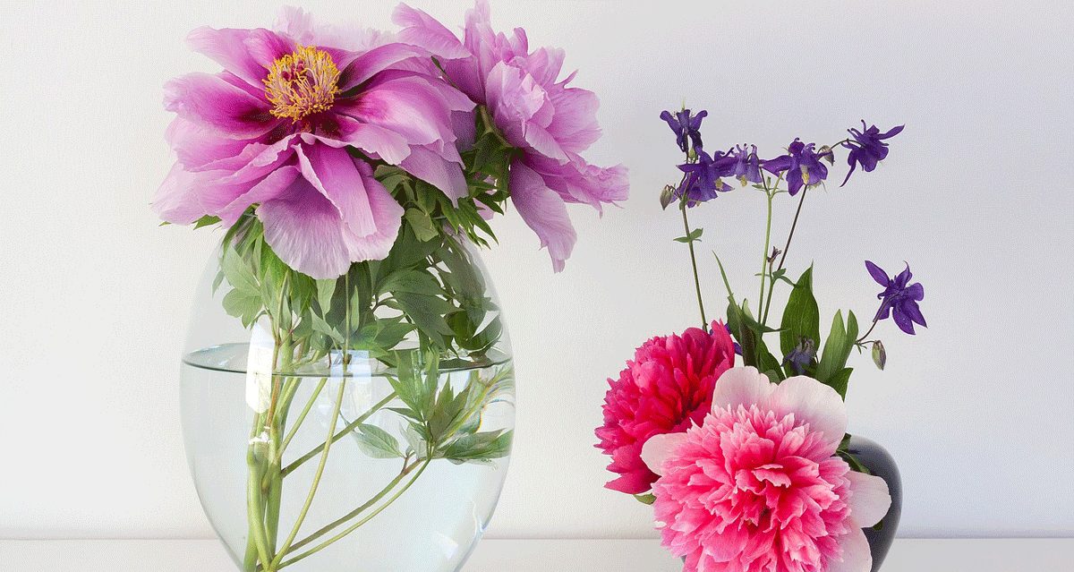 Pfingstrosen zum Pfingstfest