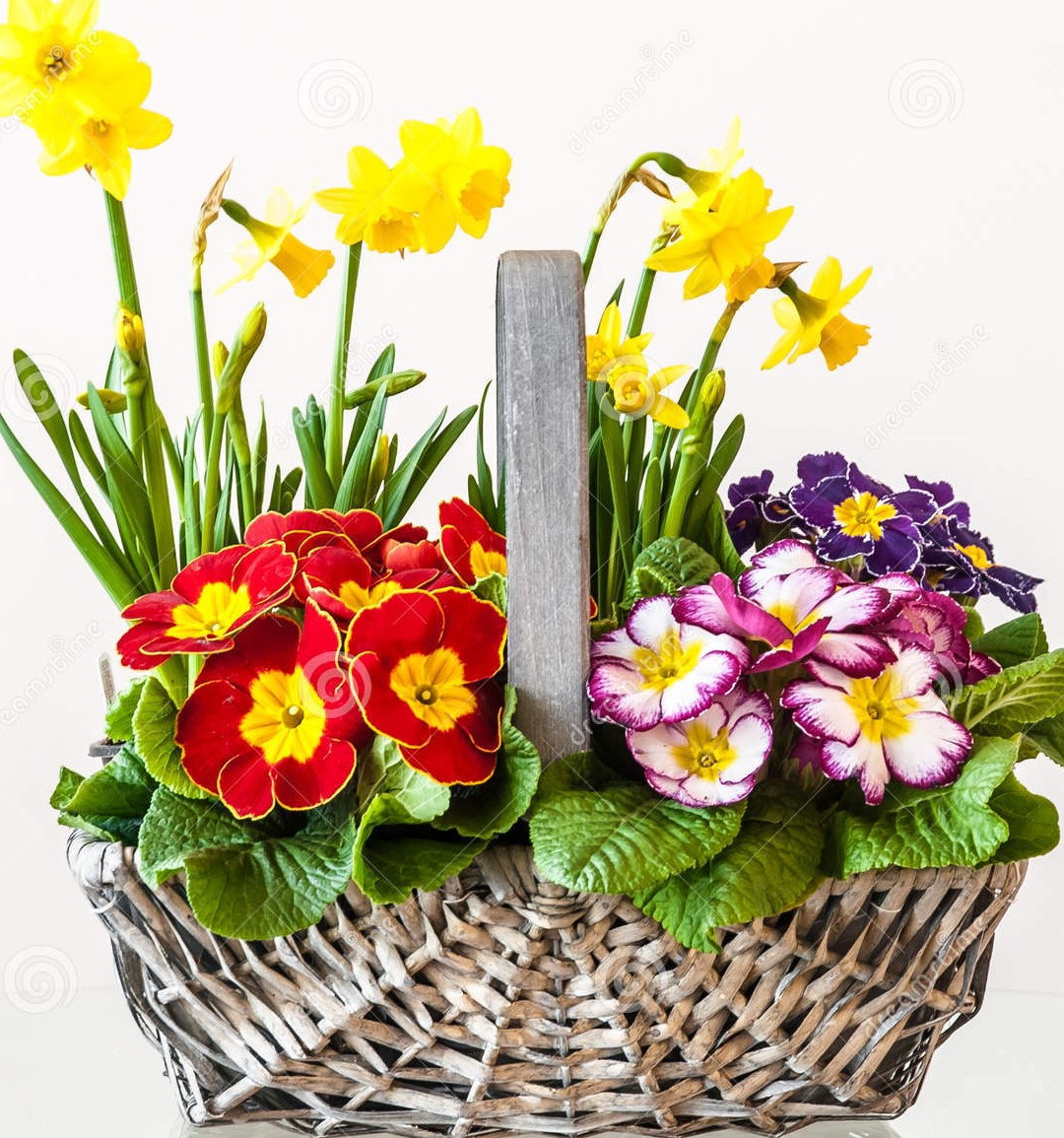primulas-basket-spring-flowers-daffodils-white-background-41546292 (2)