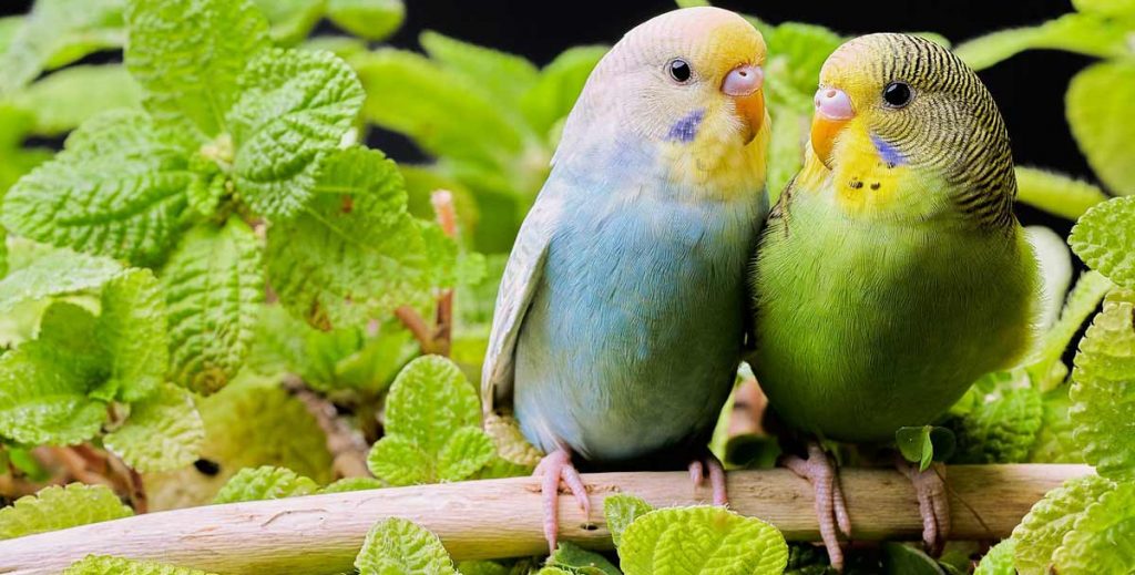 Rainbow Wellensittiche