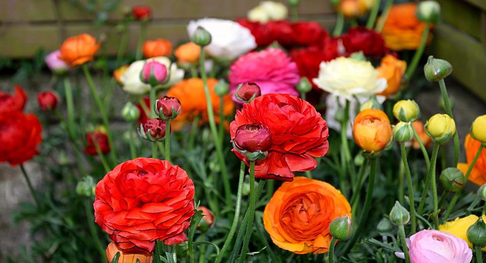 ranunkeln-2195819_960_720