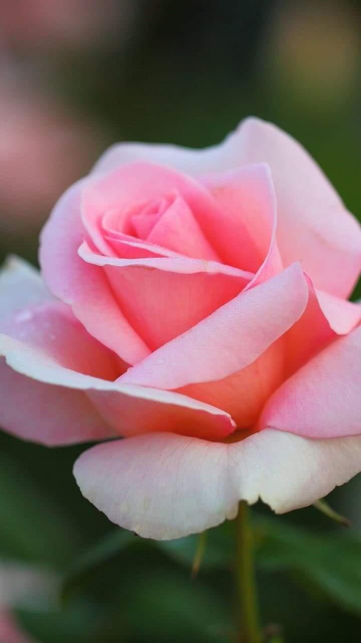 received_3336958259716551