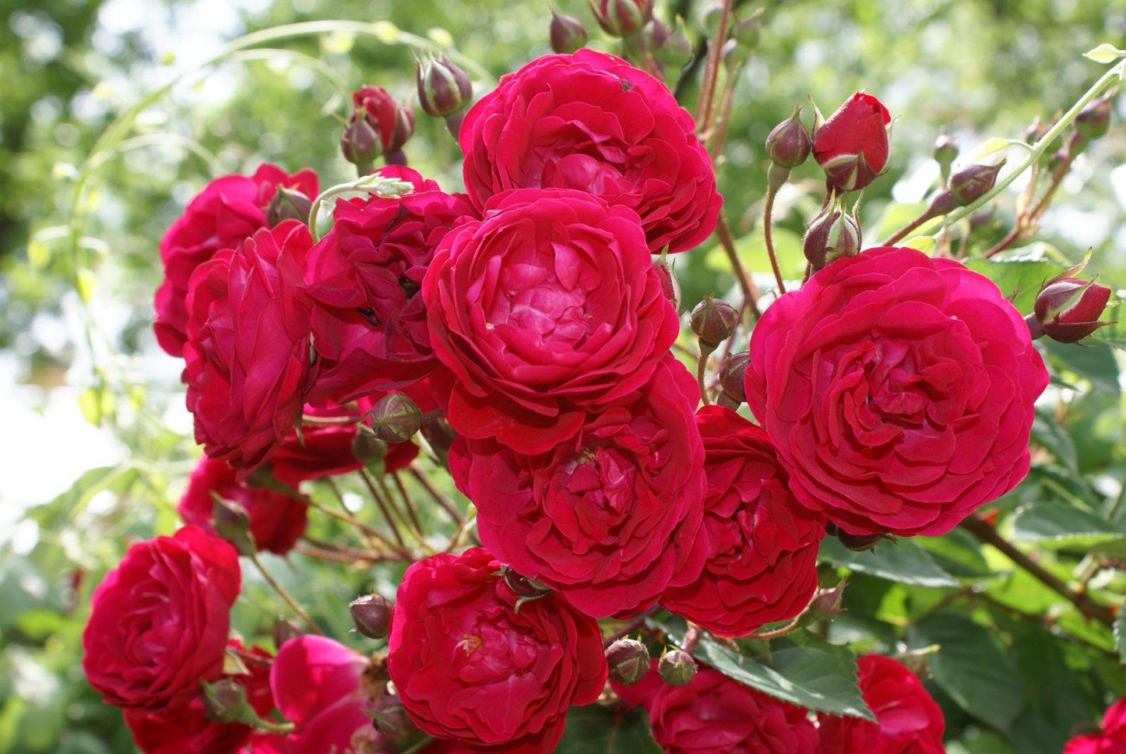 red-rose-bush