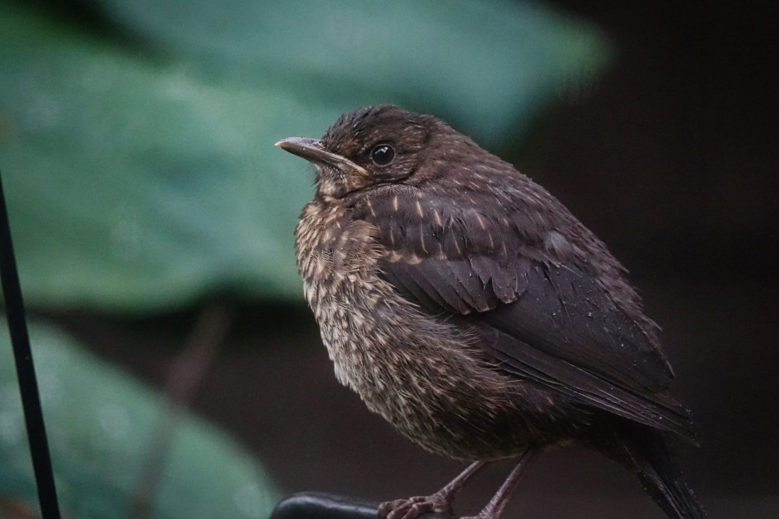 resized_2021_Voegel_Fotos_0010