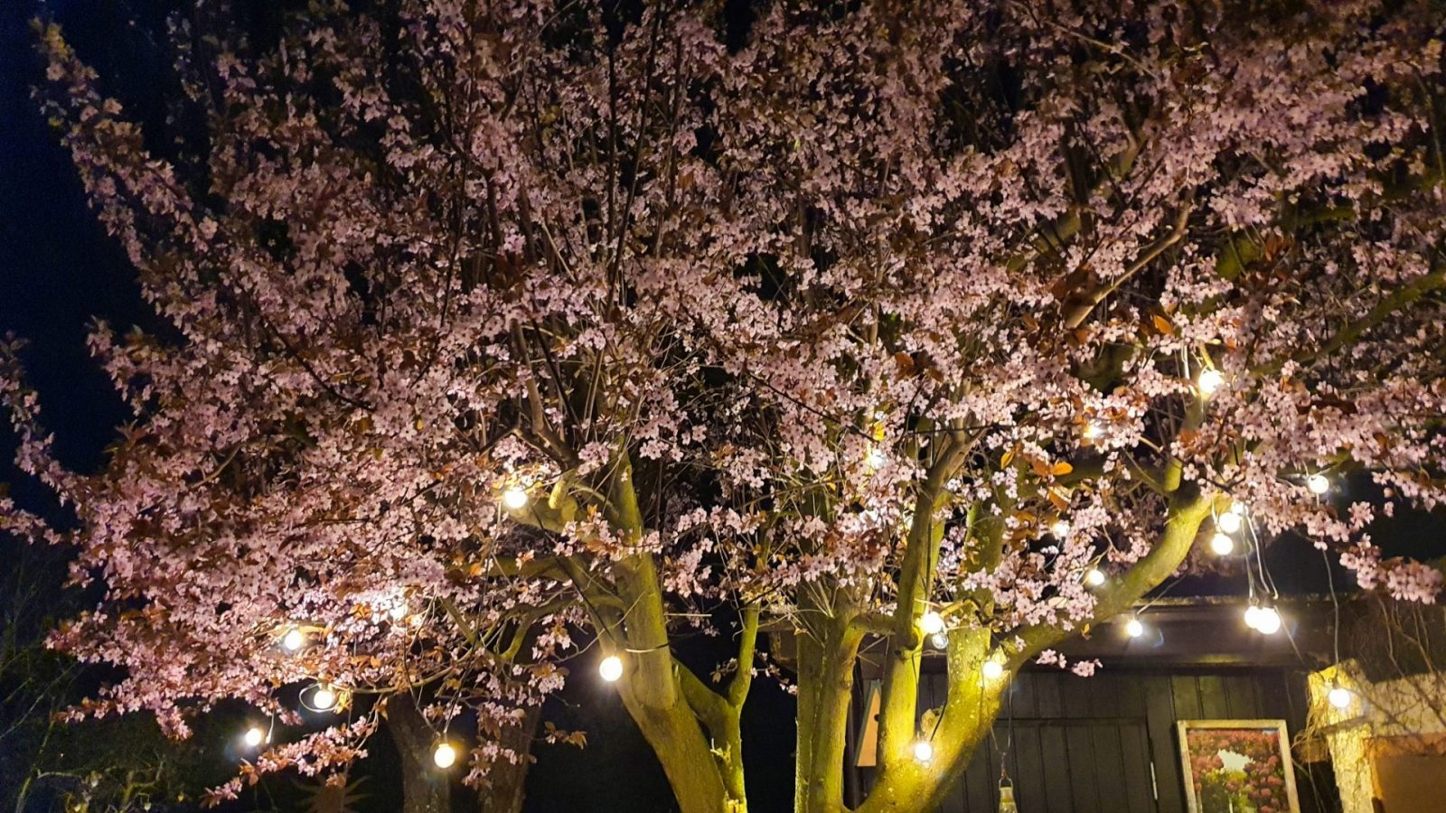 resized_20240323_210131c