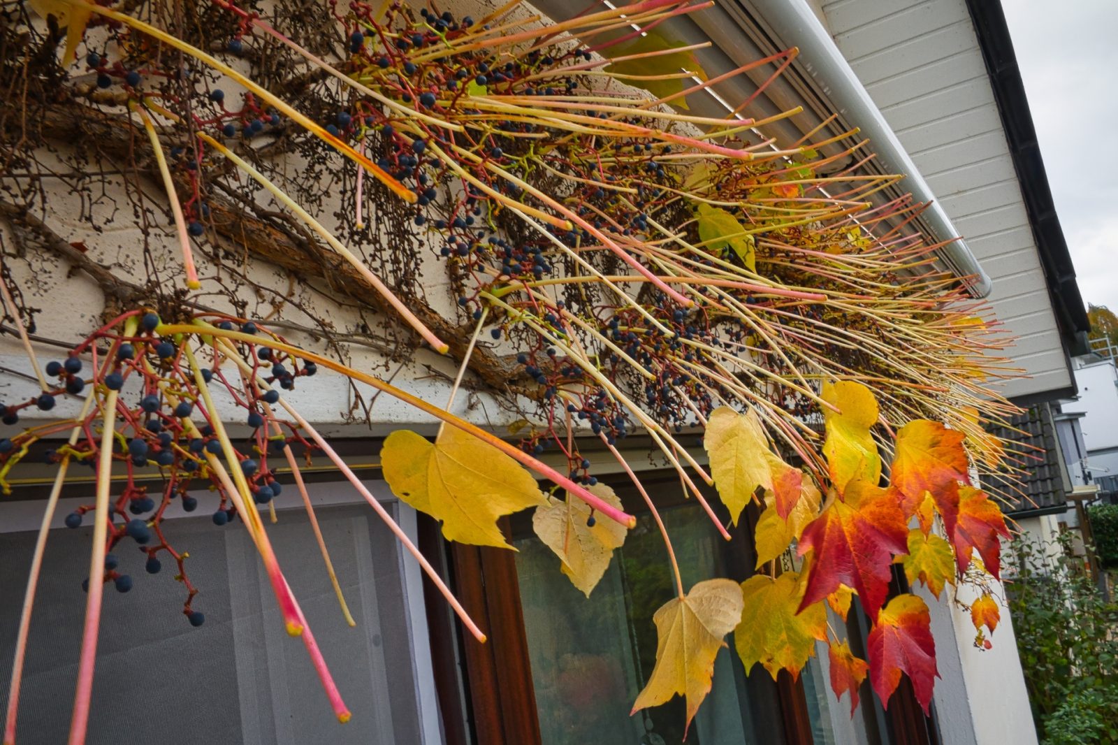 resized_resized_DSC05242c