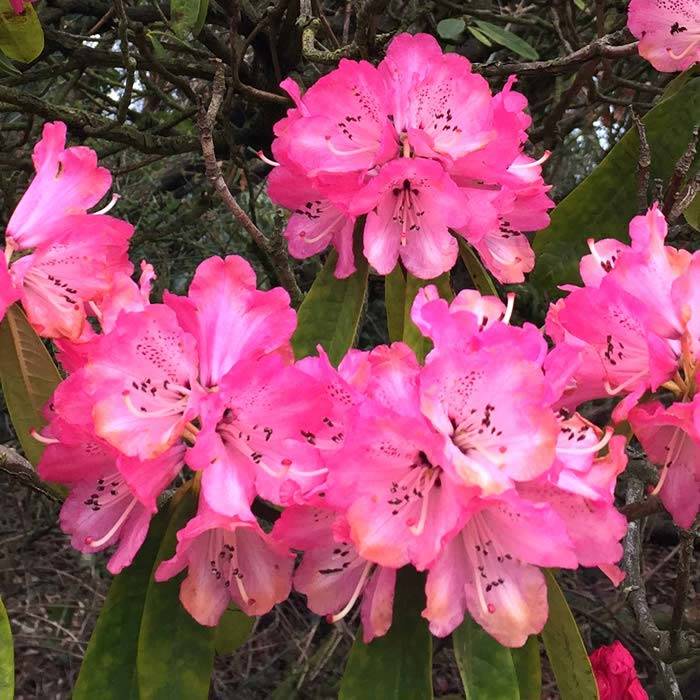rhododendron