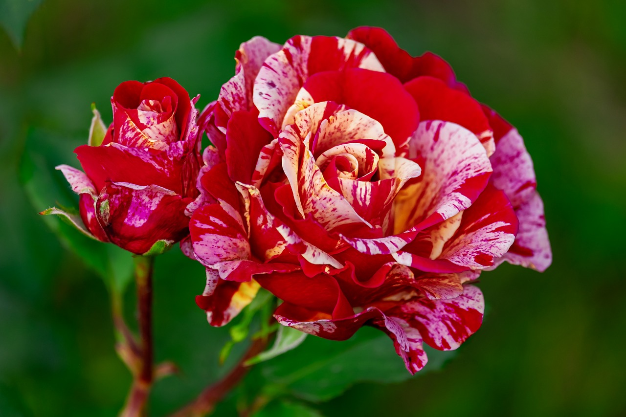 rose-3437234_1280