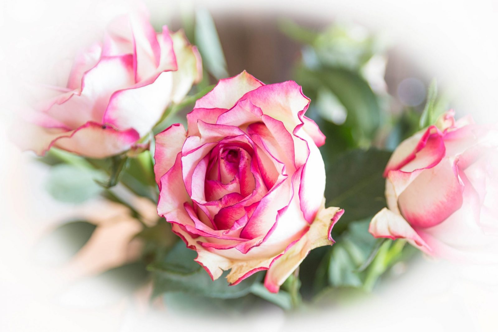 rose-weiss-rosa-vignette